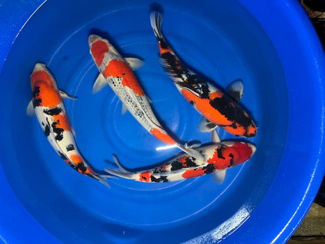 Sansai Koi