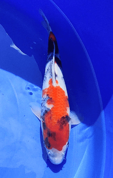 Showa - Odakan - REF 32 - JS KOI
