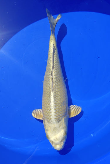 44cm JS KOI Yamabuki Ogon Koi for Sale - Premium Japanese Koi