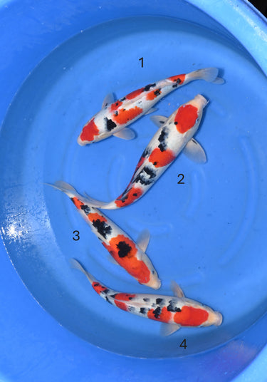 Sanke 35-41cm Premium Japanese Koi - Premium Japanese Koi