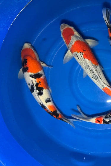 Sanke koi from japan