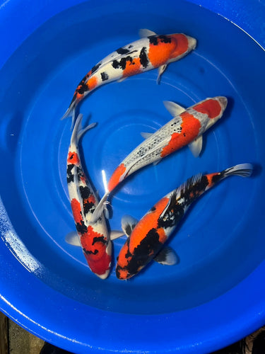 Goshiki koi from japan.