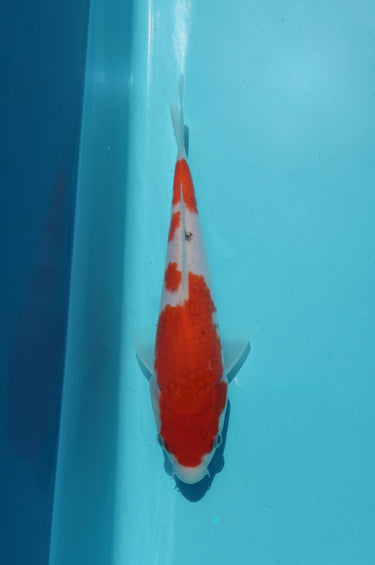 Ai Goromo tosai koi