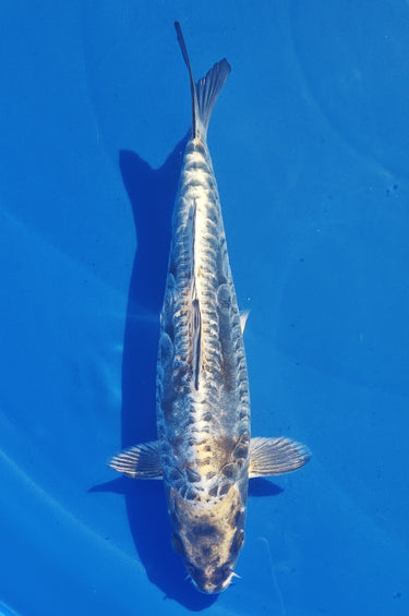 Aragoke Miyatora 22CM