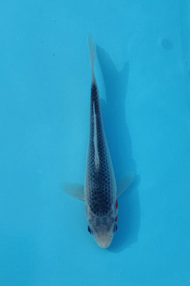 Asagi 16cm