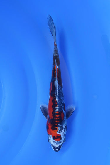 Beni Kikokuryu