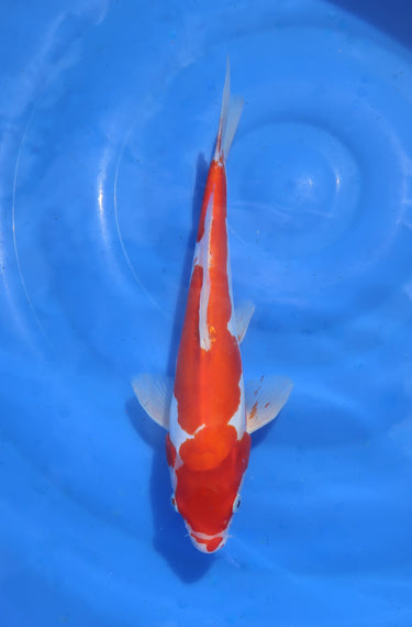 Doitsu Kohaku Sansai