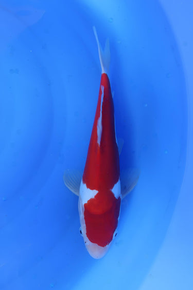 Doitsu Kohaku