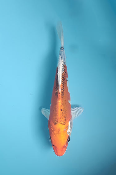 Doitsu Kujaku koi from Koda with metallic iridescent scales and colorful patterns swimming in a pond.