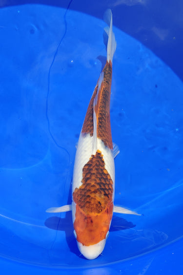 Top quality Takano Goromo Koi, Ref #TK-004, stunning Japanese koi for ponds from JS KOI