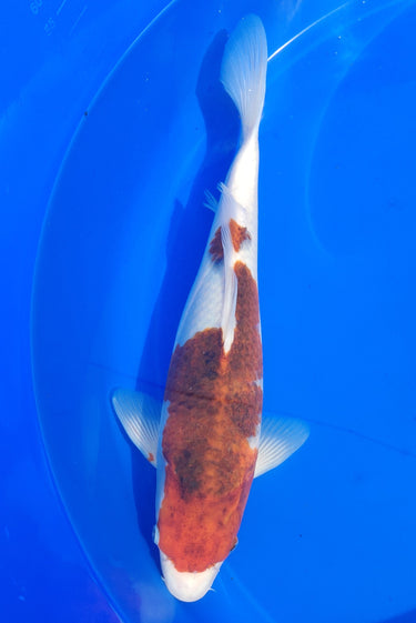 Authentic Goromo Koi from Takano, Ref #TK-003, vibrant Japanese koi fish for sale at JS KOI