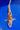 Japanese Goromo Koi from Takano collection, Ref #TK-007, vivid colors koi for sale at JS KOI
