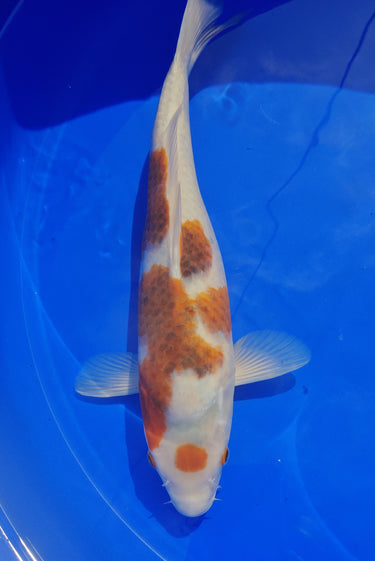 Japanese Goromo Koi from Takano collection, Ref #TK-007, vivid colors koi for sale at JS KOI