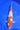 Elite Takano Goromo Koi, Ref #TK-006, premium Japanese koi fish for enthusiasts at JS KOI