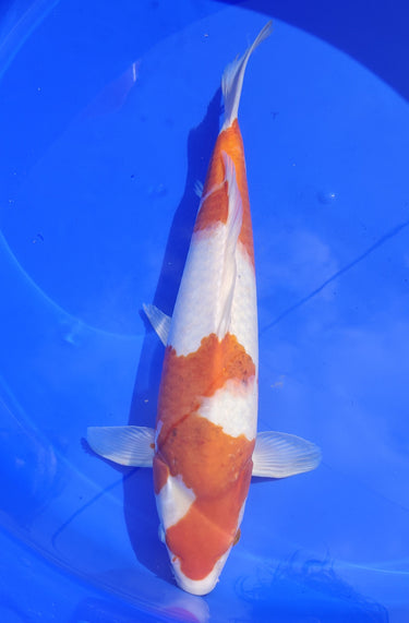 Elite Takano Goromo Koi, Ref #TK-006, premium Japanese koi fish for enthusiasts at JS KOI