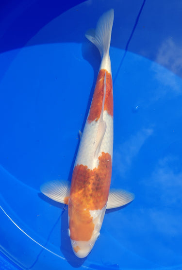 Hand-picked Goromo Koi fish, Ref #TK-005, high-grade Japanese koi for collectors at JS KOI