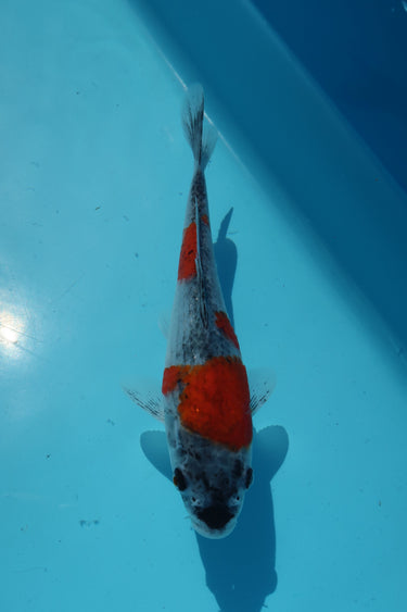 Goshiki from Koda