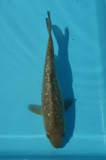 Gin Rin Chagoi from Marudo