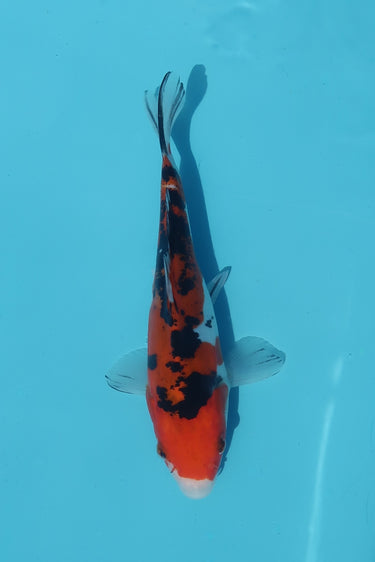 Doitsu Sanke from Hiroi