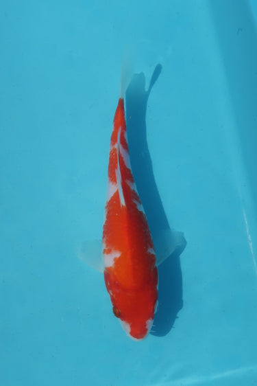 Kohaku from hiroi