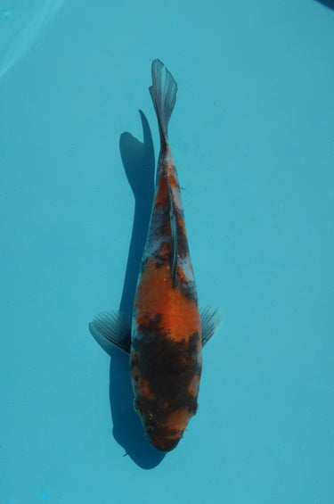 Showa koi from hiroi