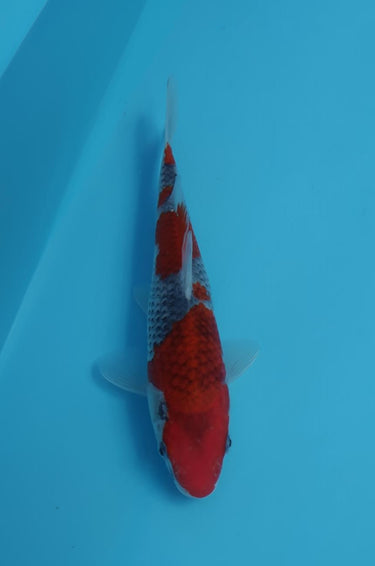 Goshiki from the breeder Hiroi