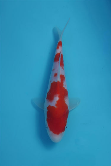 Kohaku from Hiroi