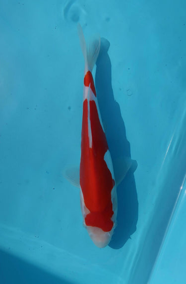 Doitsu Kohaku from Hiroi