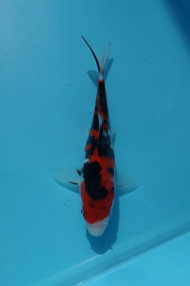 Doitsu Sanke from Hiroi