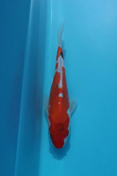 Doitsu Sanke from Hiroi