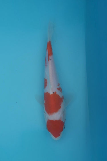 Kohaku from Hiroi