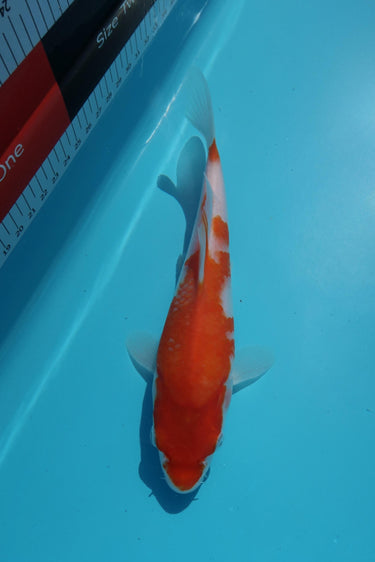 Kohaku Taniguchi Koi Farm