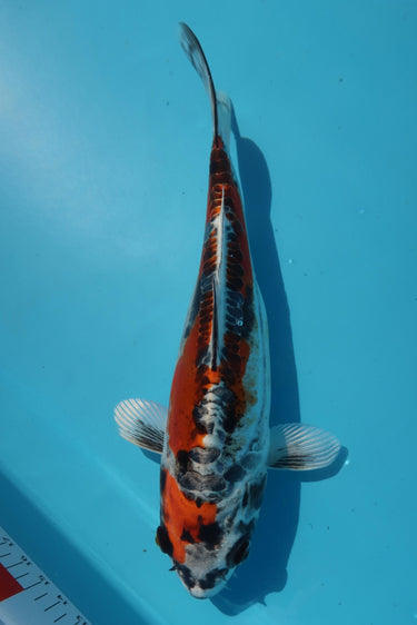 Beni Kikokuryu from Koda