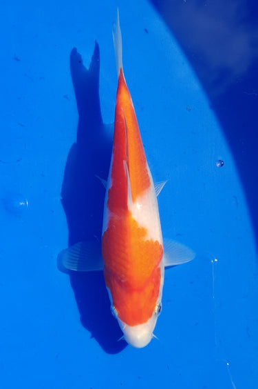 Kohaku 18CM Sakamaki