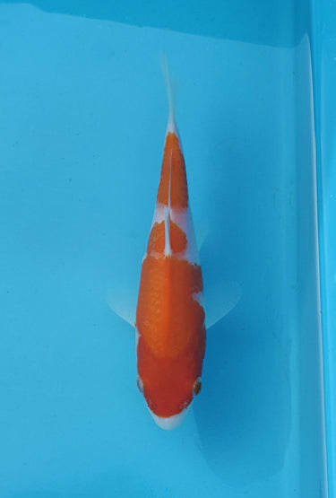 Kohaku 18cm Taniguchi Koi Farm