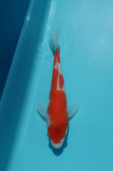 Kohaku tosai from hiroi