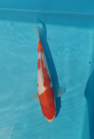 kohaku koi 26cm
