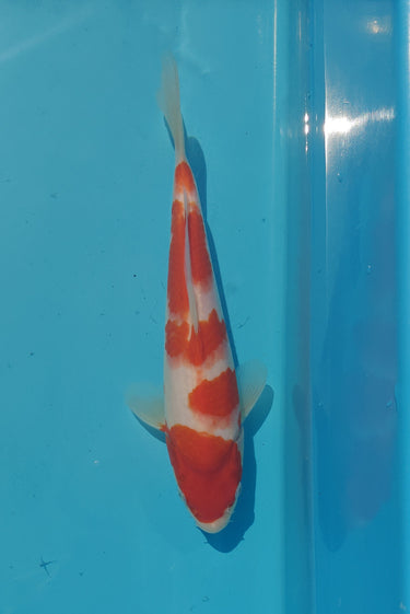 Kohaku koi 26cm