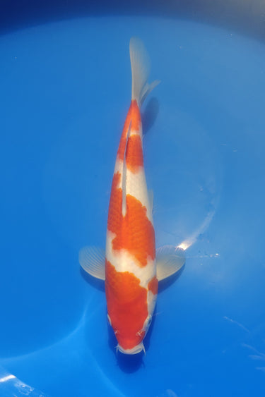 Kohaku 27cm