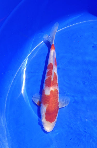 Kohaku 28cm