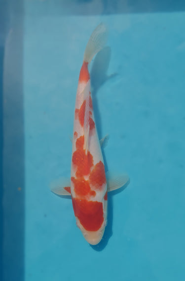 Kohaku tosai koi 28cm
