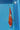 Kohaku koi 29cm