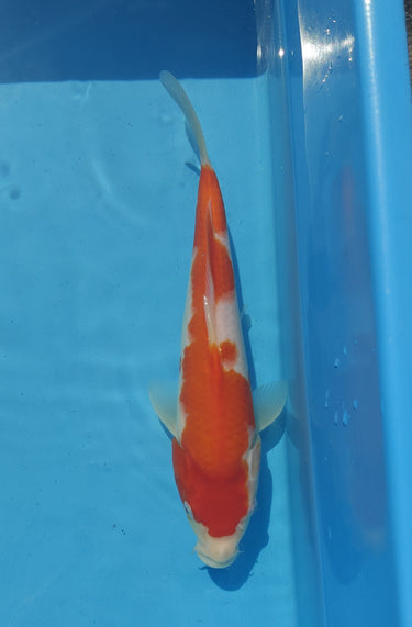 Kohaku koi 29cm