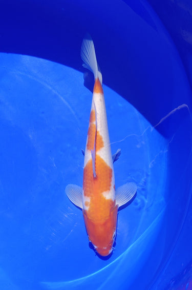 Kohaku from Marusaka