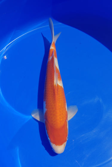 Kohaku from Marusei