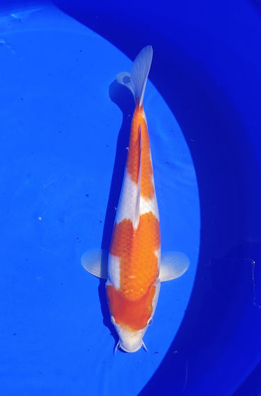 Kohaku from Marusei