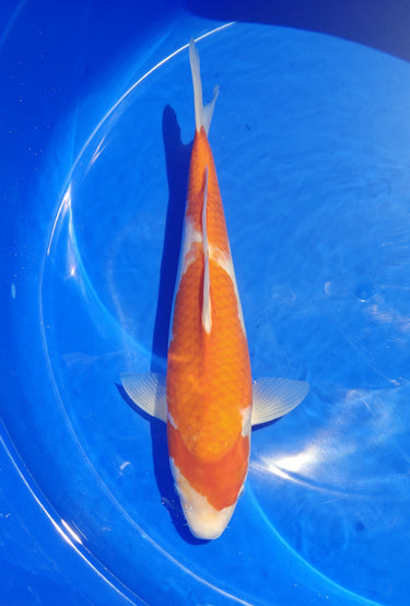 Kohaku from Marusei