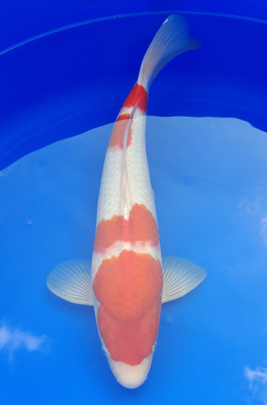Showa 41cm Koi for Sale - Premium Japanese Koi