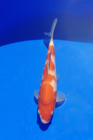Kohaku 28cm