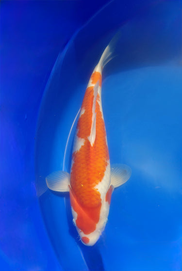 Kohaku from Marusei
